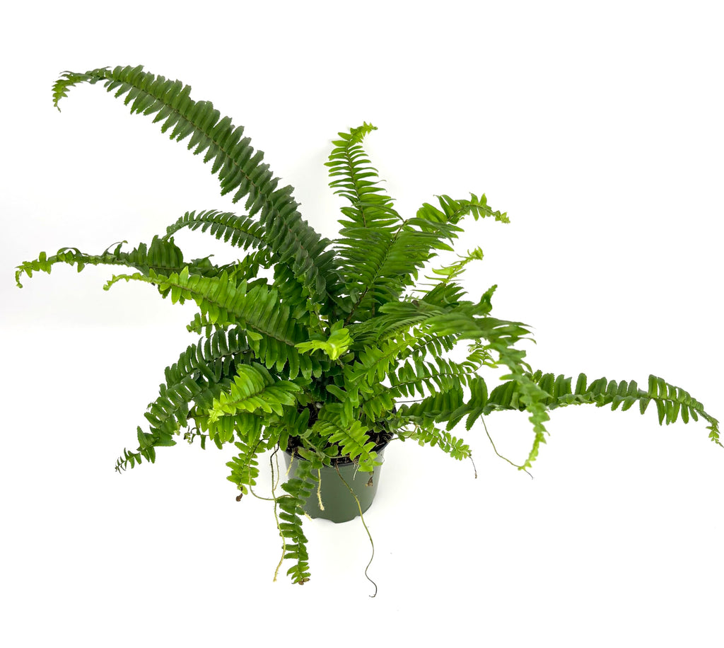 Potted fern plant on a white background