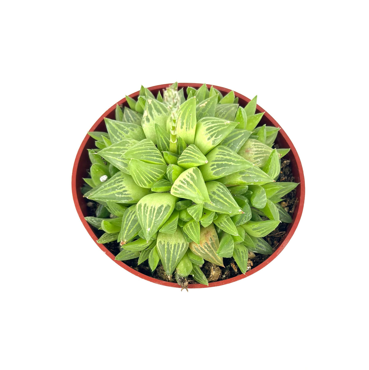Potted succulent plant with green and white leaves on a white background