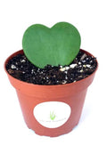 Heart-shaped green plant in a red pot with a white label on a white background