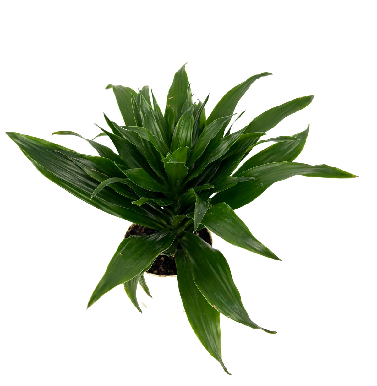 Green dracaena compacta potted plant on a white background