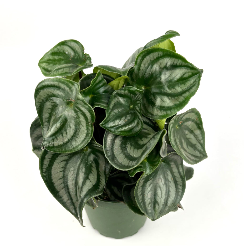 Potted plant with green leaves on a white background