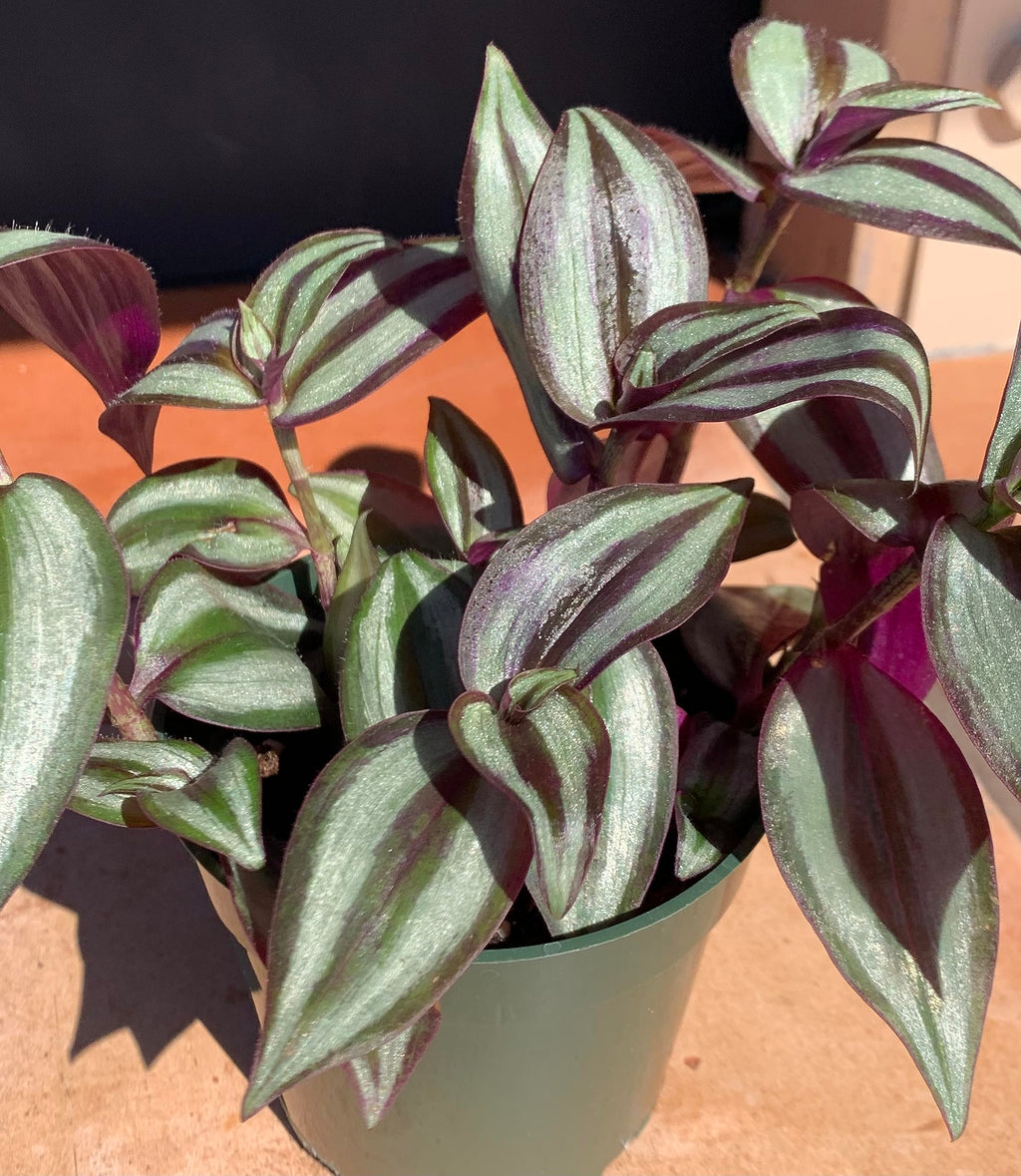 Potted tradescantia silver plus plant with striped leaves on a brown surface