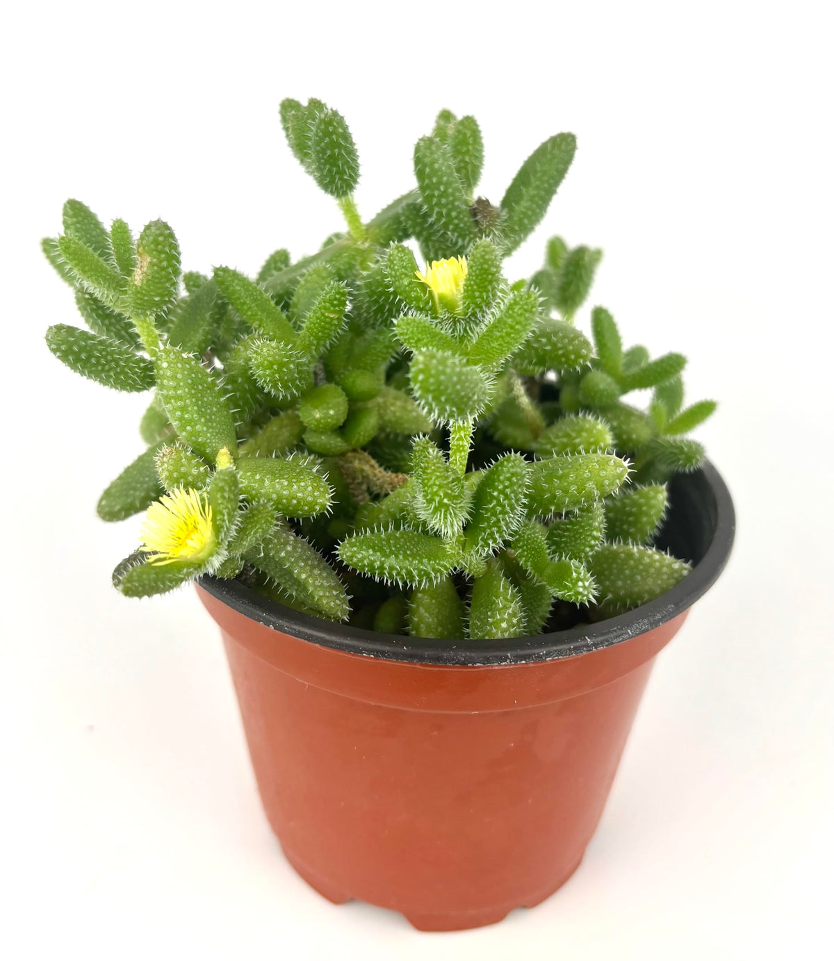 Potted Delosperma echinatum Pickle Plant with small yellow flowers on a white background