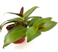 Tradescantia Green Nanouk Green and Purple Houseplants, 4" Pot