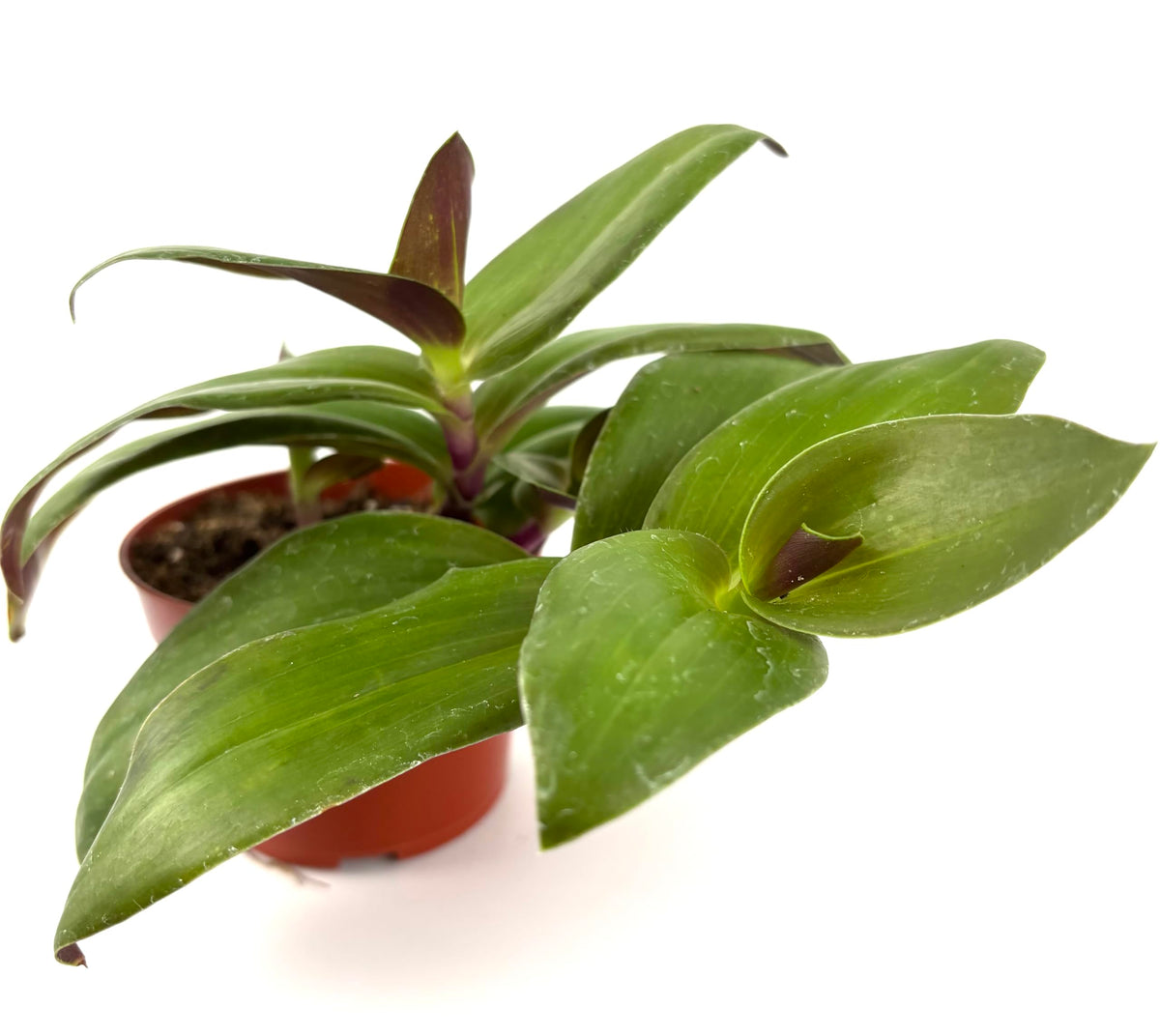 Tradescantia Green Nanouk Green and Purple Houseplants, 4" Pot