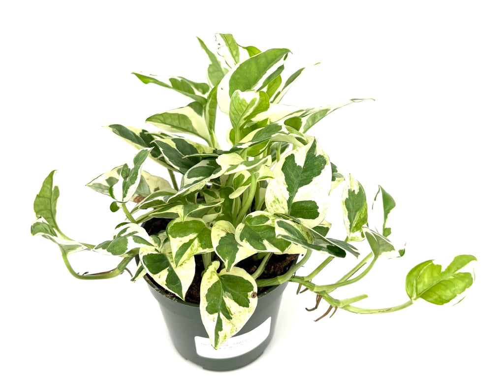 Potted pothos plant with green and white leaves on a white background