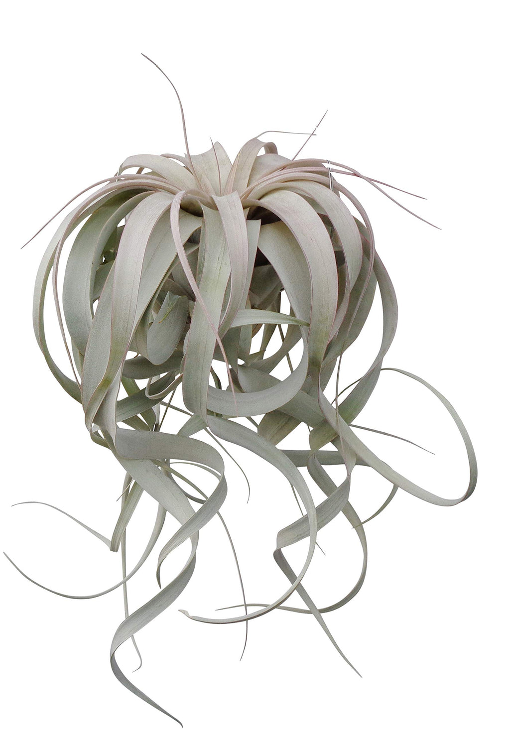 Air plant with long, arching leaves on a white background