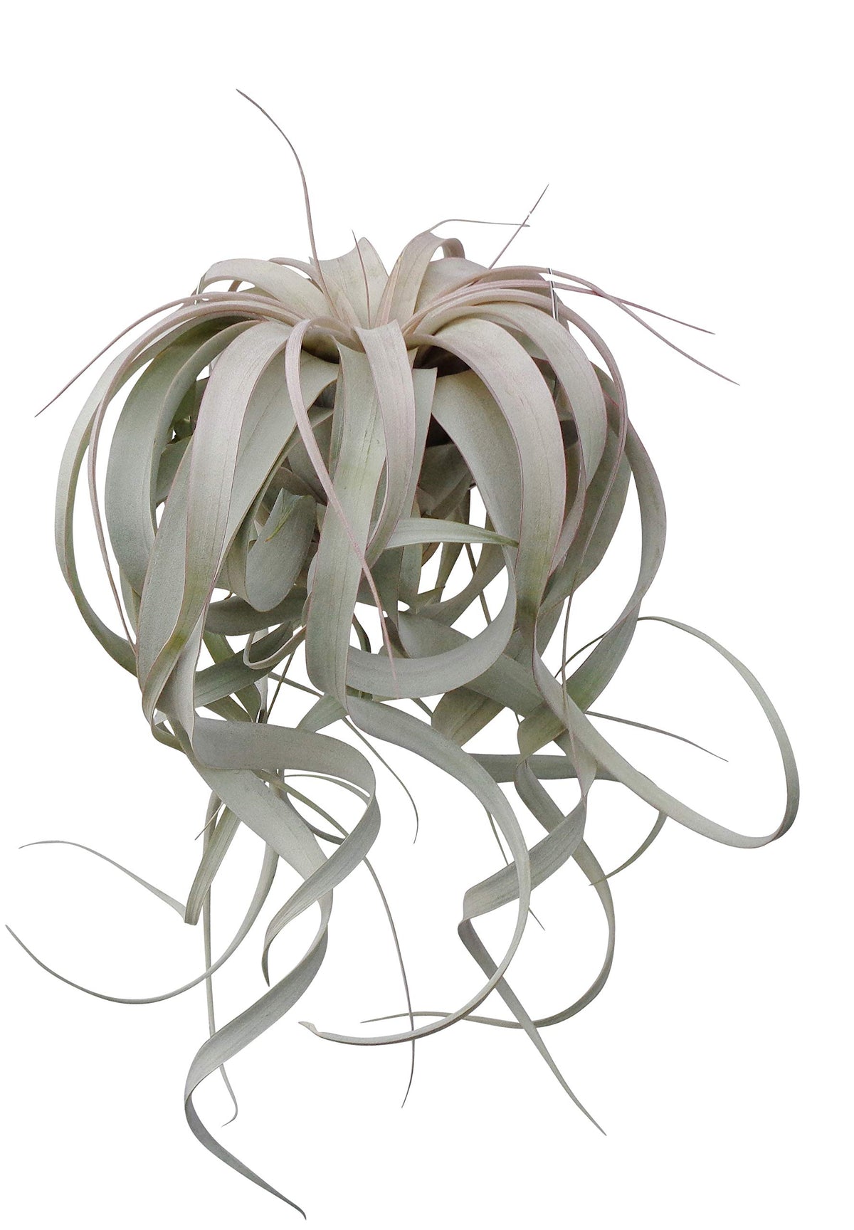 Air plant with long, arching leaves on a white background