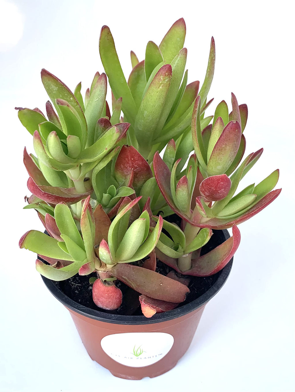 Potted Campfire Crassula succulent plant with green and red leaves on a white background