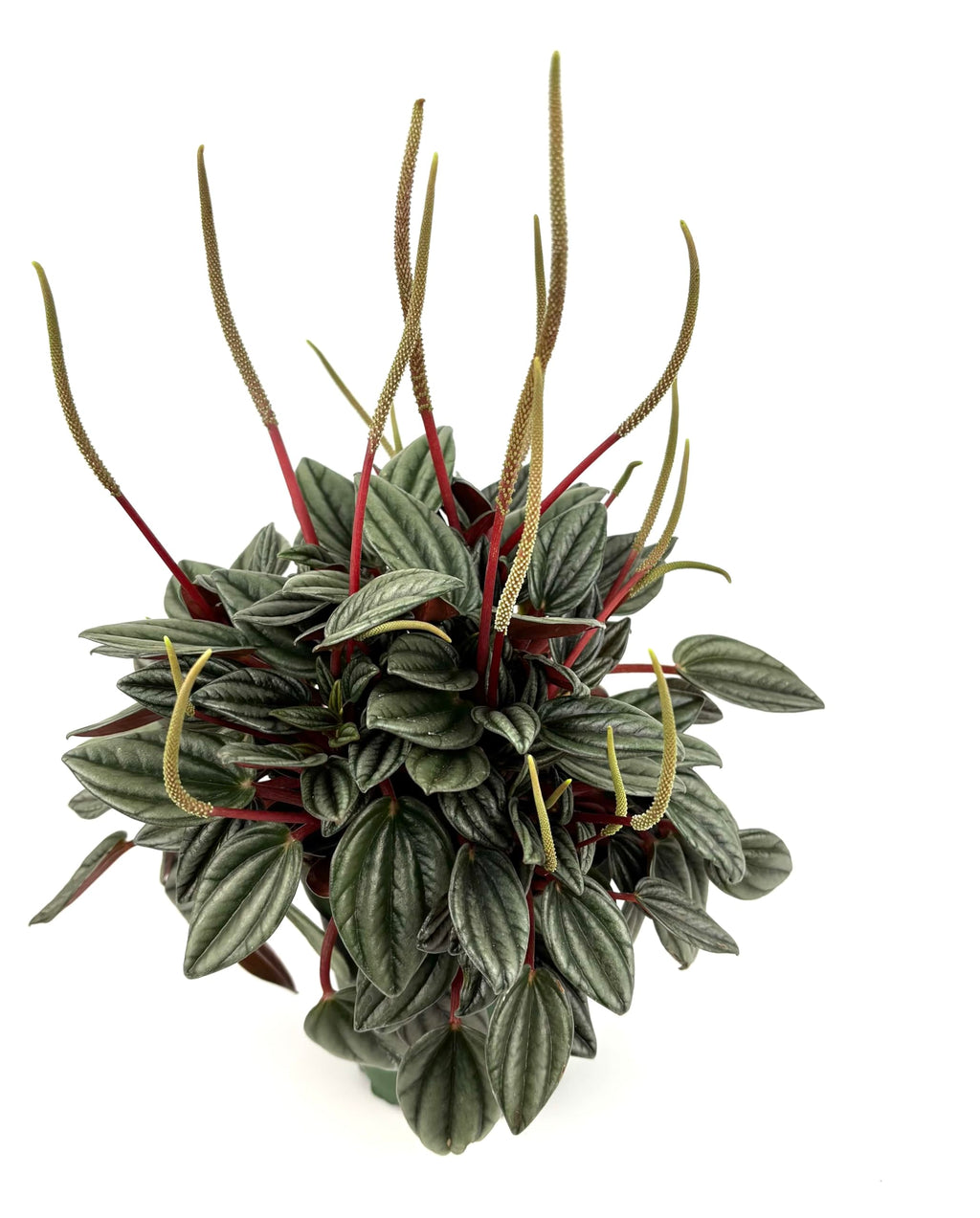 Peperomia San Marino Live Potted House Plant, Green Silver Red, 4 Inch Pot, Indoor