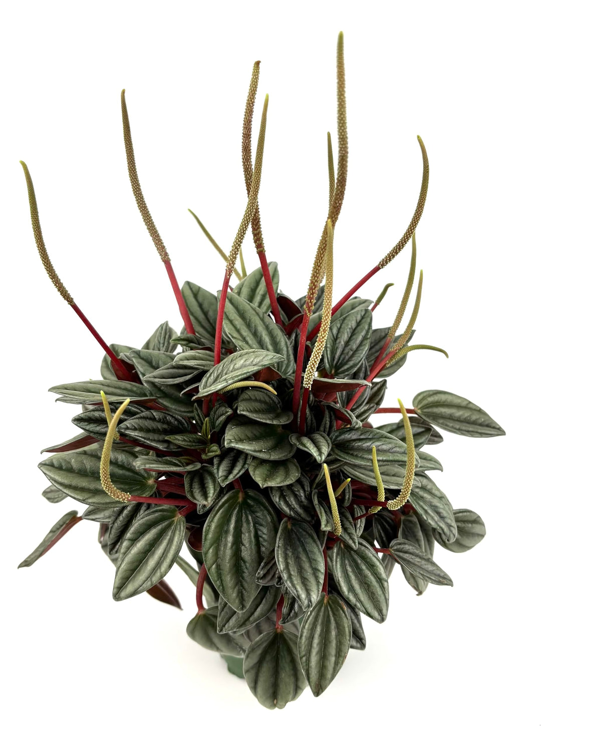 Peperomia San Marino Live Potted House Plant, Green Silver Red, 4 Inch Pot, Indoor