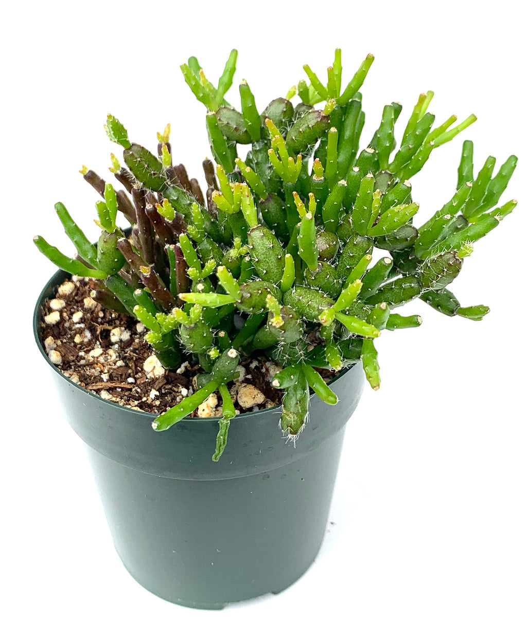 Potted dancing bones cactus plant with green leaves on a white background