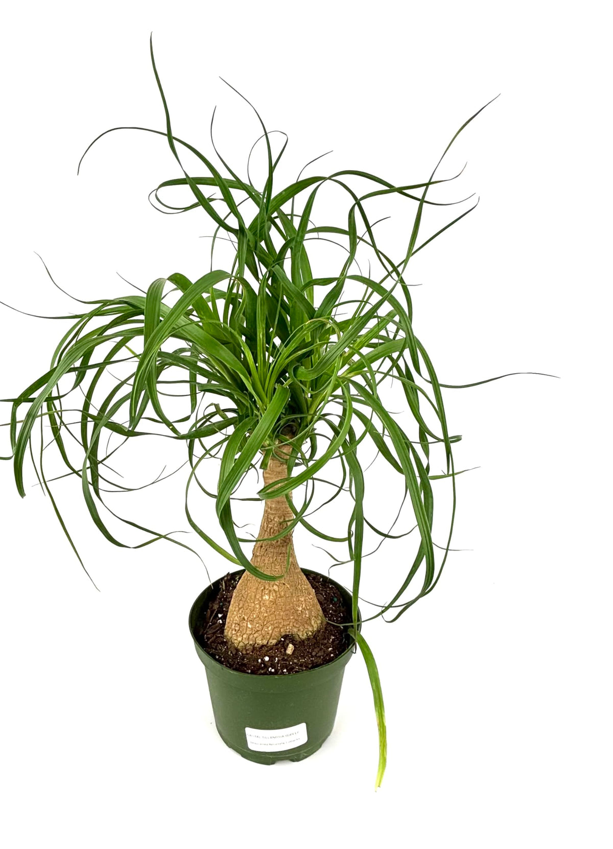 Potted ponytail palm plant on a white background