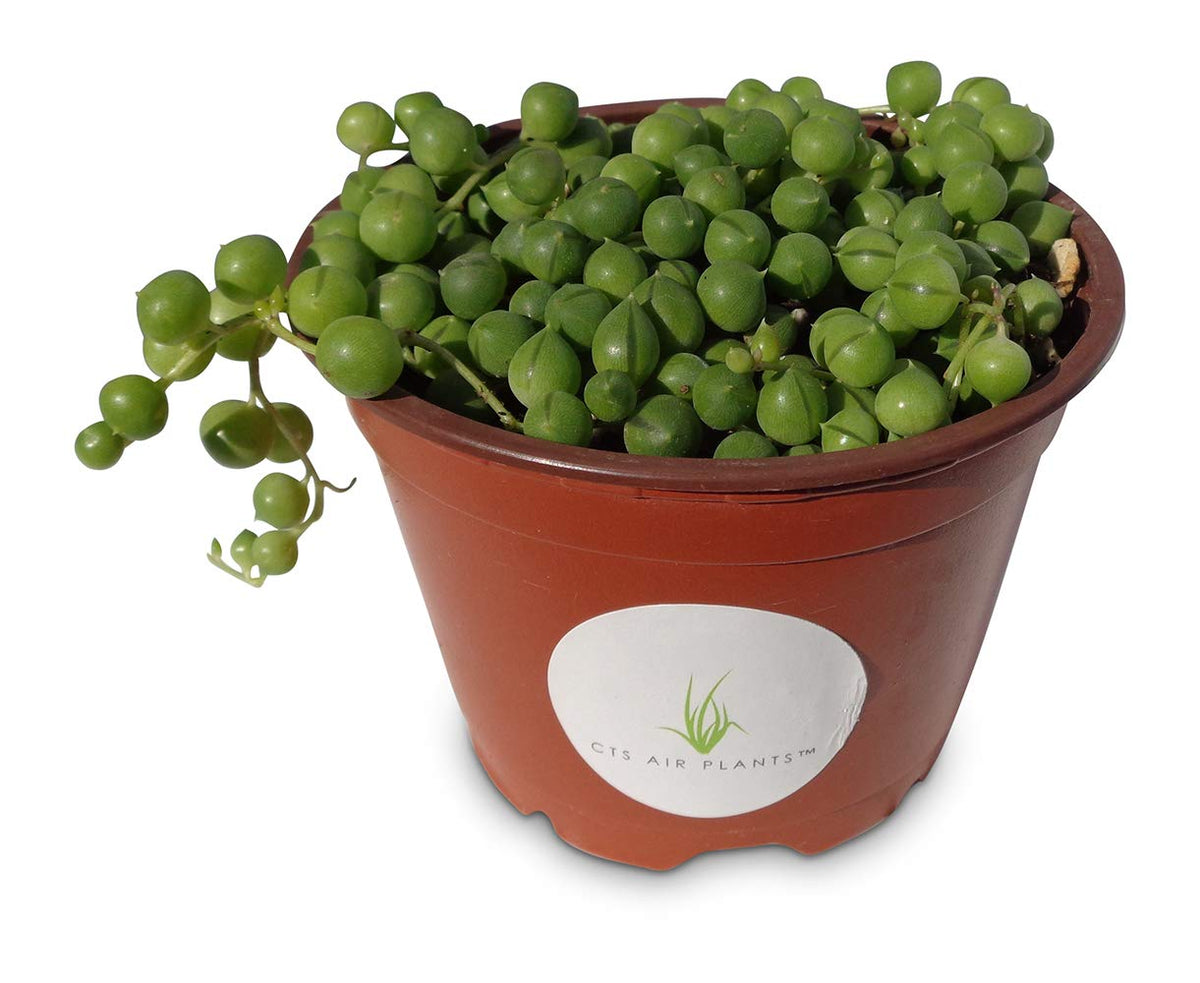String of Pearls Succulents Senecio Rowleyanus