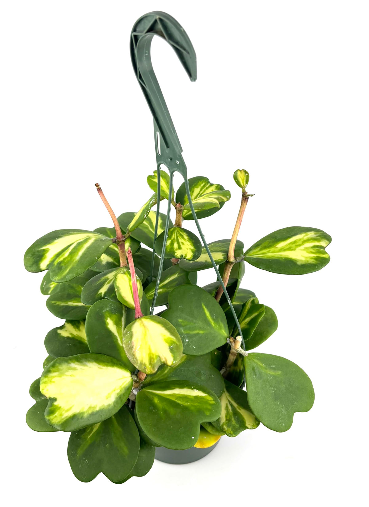 Hanging variegated hoya plant with a hook on a white background