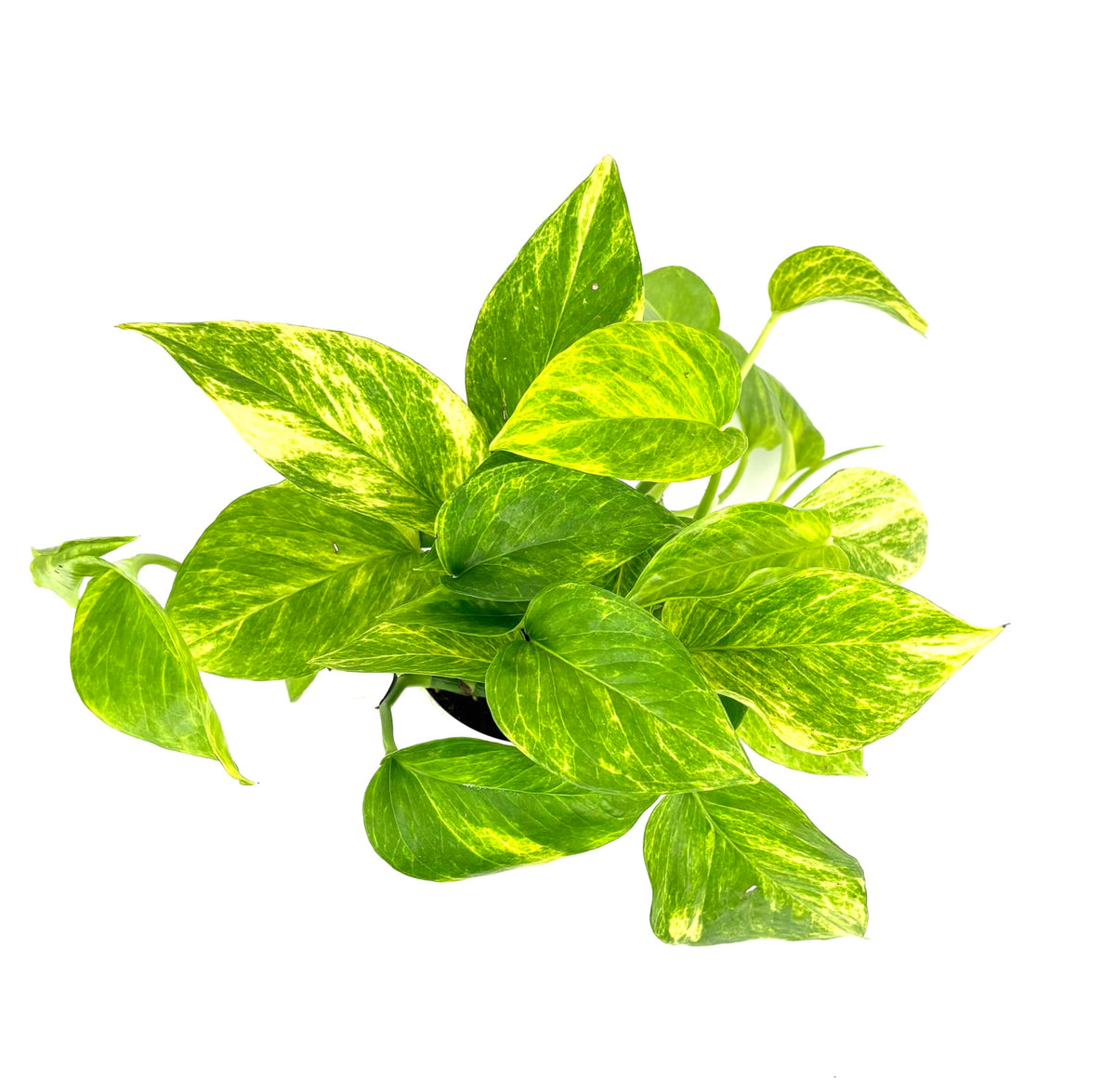 Neon Queen Pothos, Epipremnum Aureum, Air Purifying House Plant, 4 Inch Pot, Green Variegated Foliage