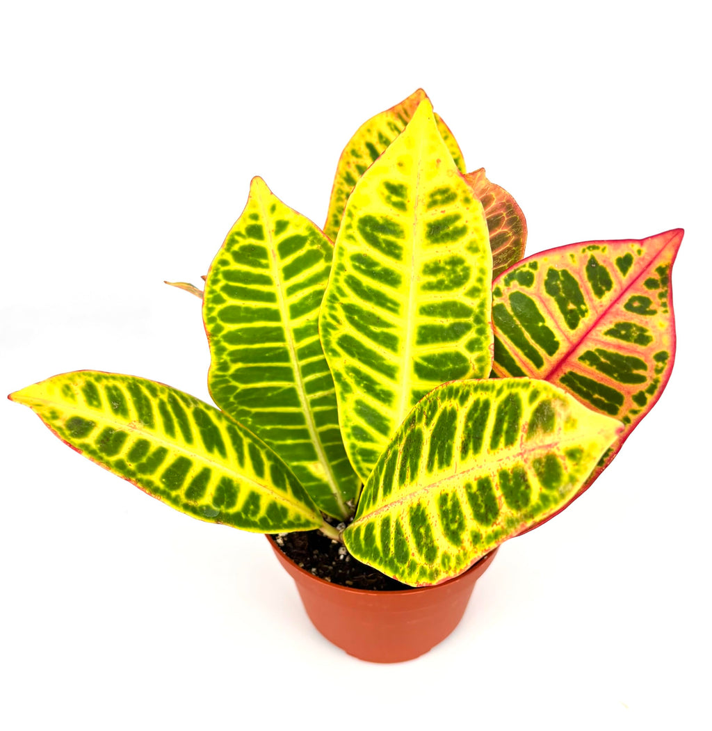 Croton Petra Indoor Houseplant, Air Purifying, 4 Inch Pot, Variegated Colorful Leaves