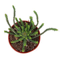 Potted Medusa Head Euphorbia plant with long, thin green stems on a white background