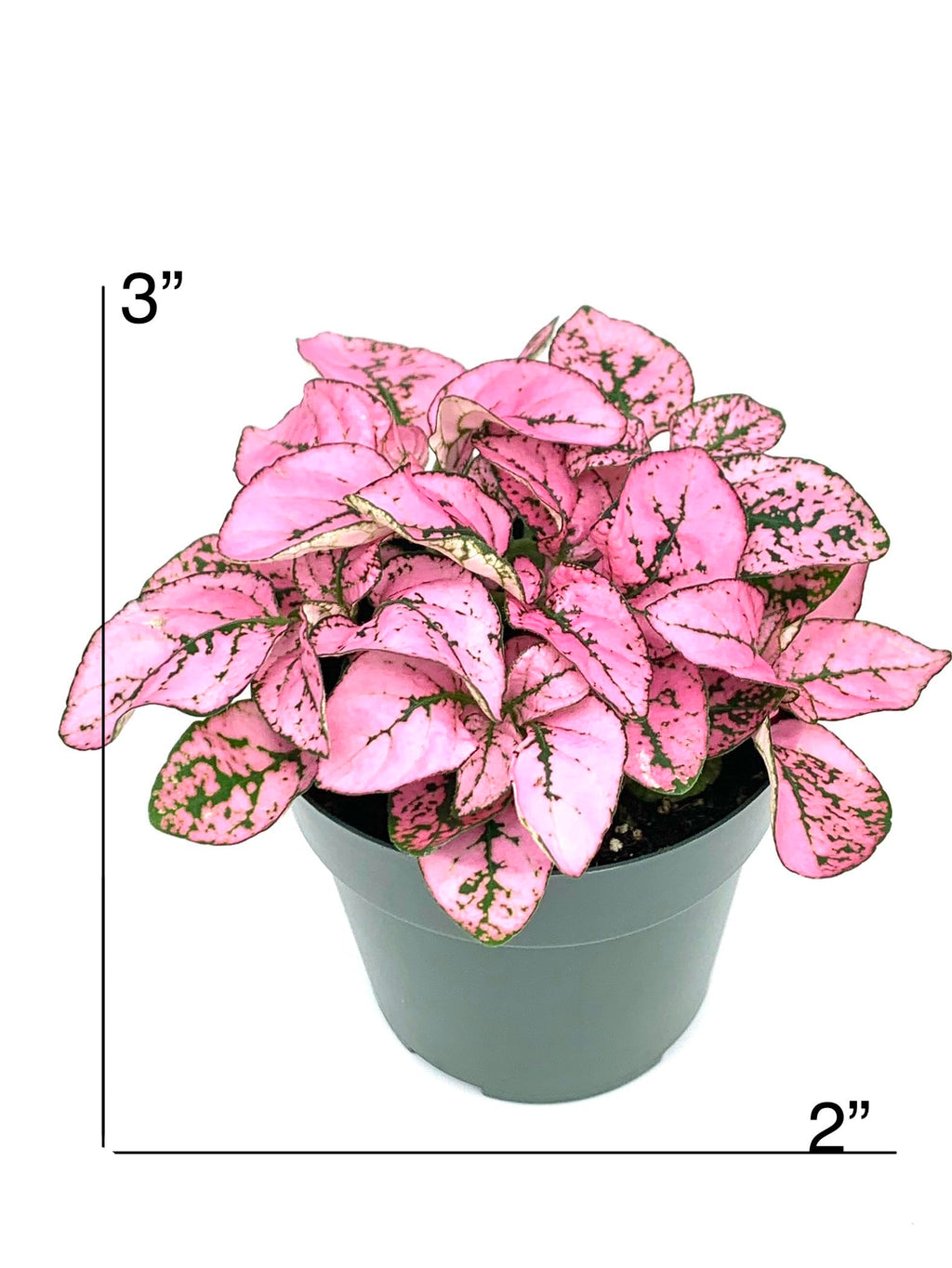 Potted plant with pink leaves and measurements on a white background