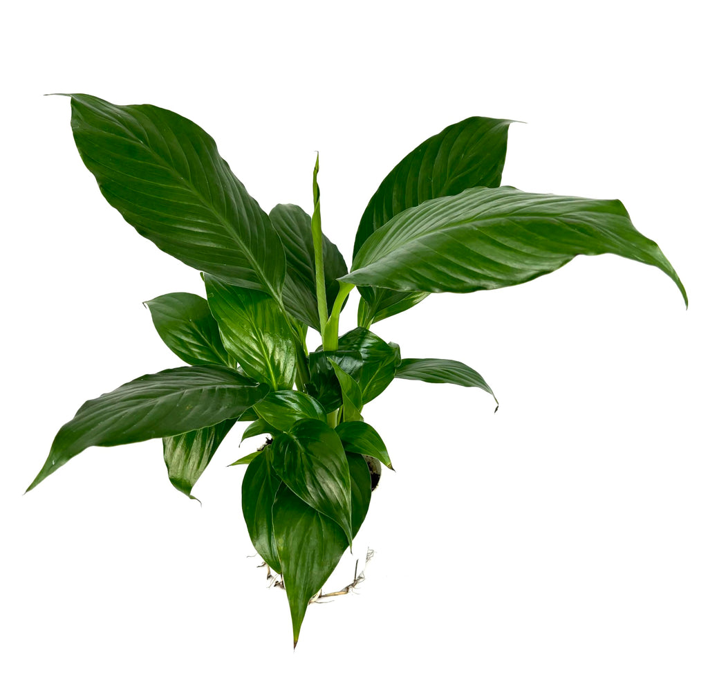 Green peace lily plant on a white background