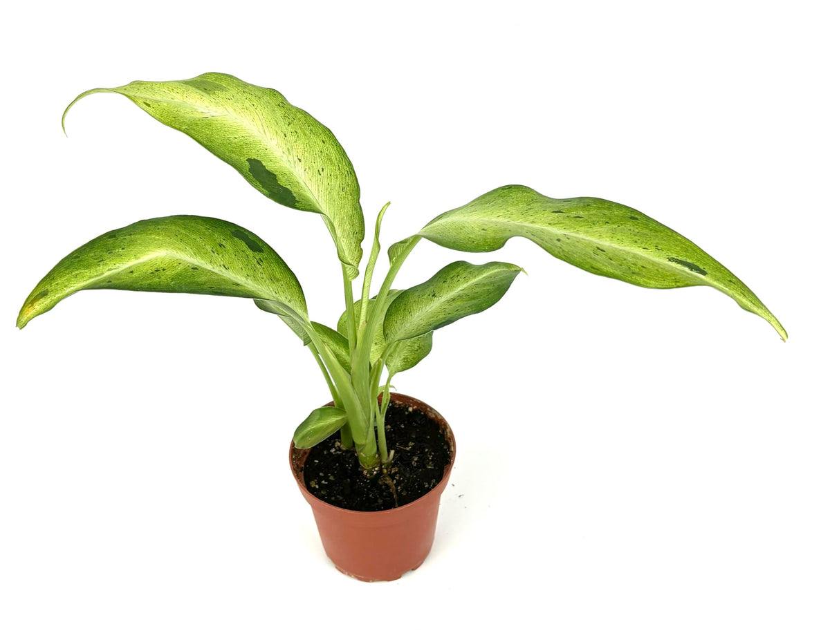 Potted plant with green leaves on a white background