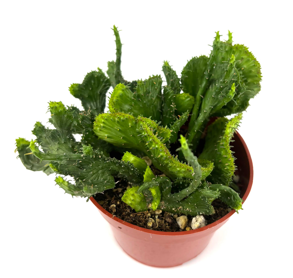 Euphorbia Green Coral Succulents Euphorbia Flanaganii Cristata, 4" Pot