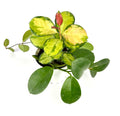 Variegated hoya green and yellow potted plant on a white background