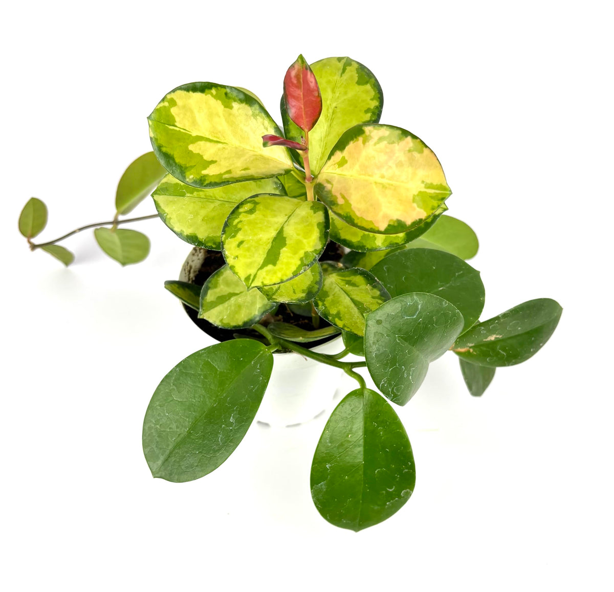 Variegated hoya green and yellow potted plant on a white background