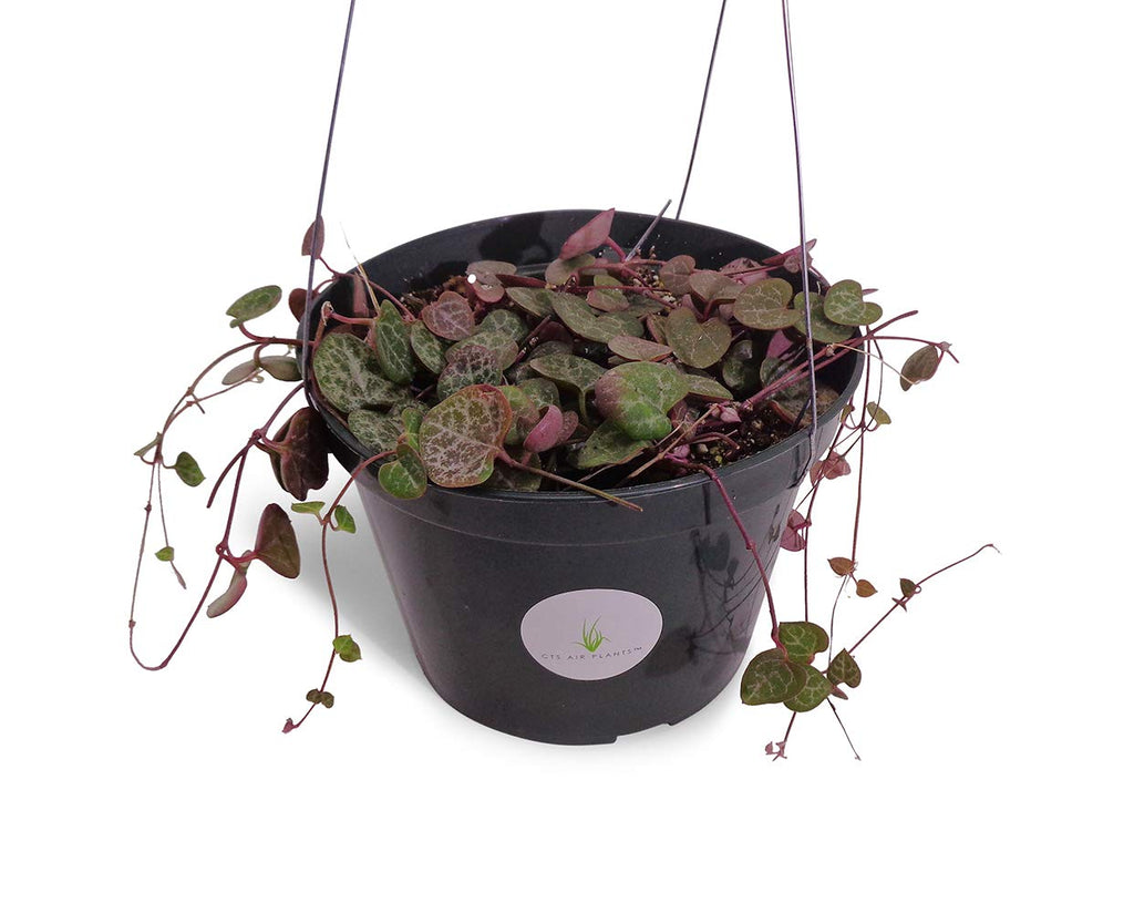 Hanging plant in a black pot with a visible label on a white background