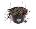 Hanging plant in a black pot with a visible label on a white background