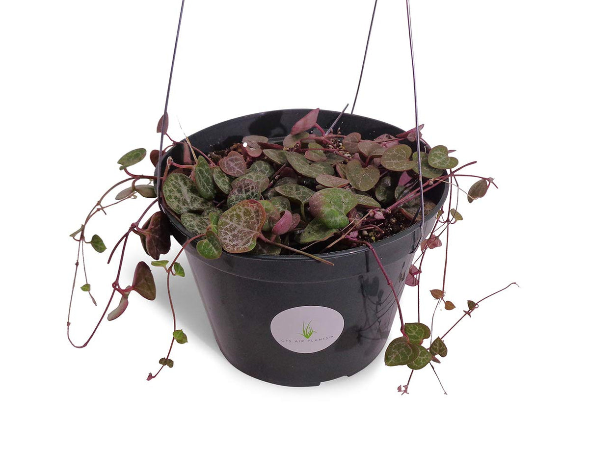 Hanging plant in a black pot with a visible label on a white background