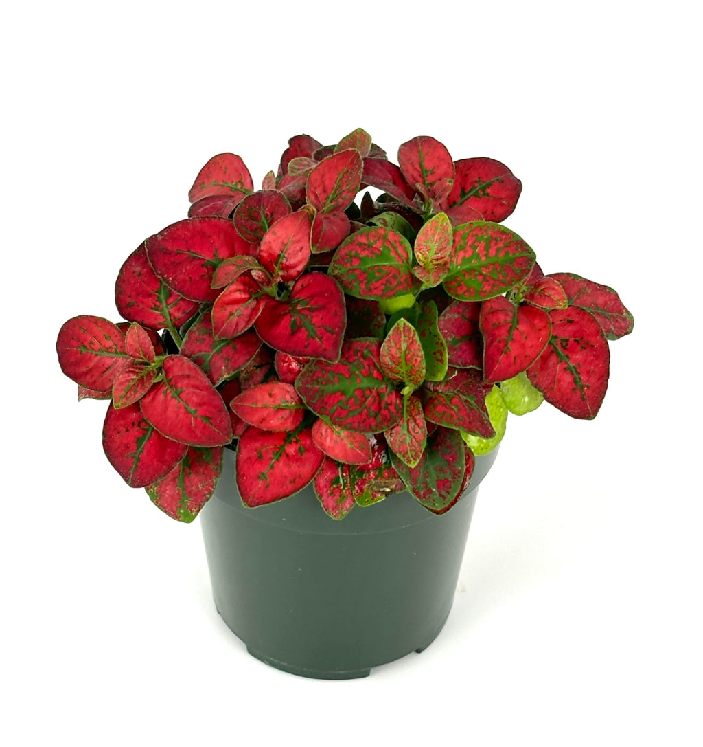 Potted Hypoestes Red Splash plant with red and green leaves on a white background