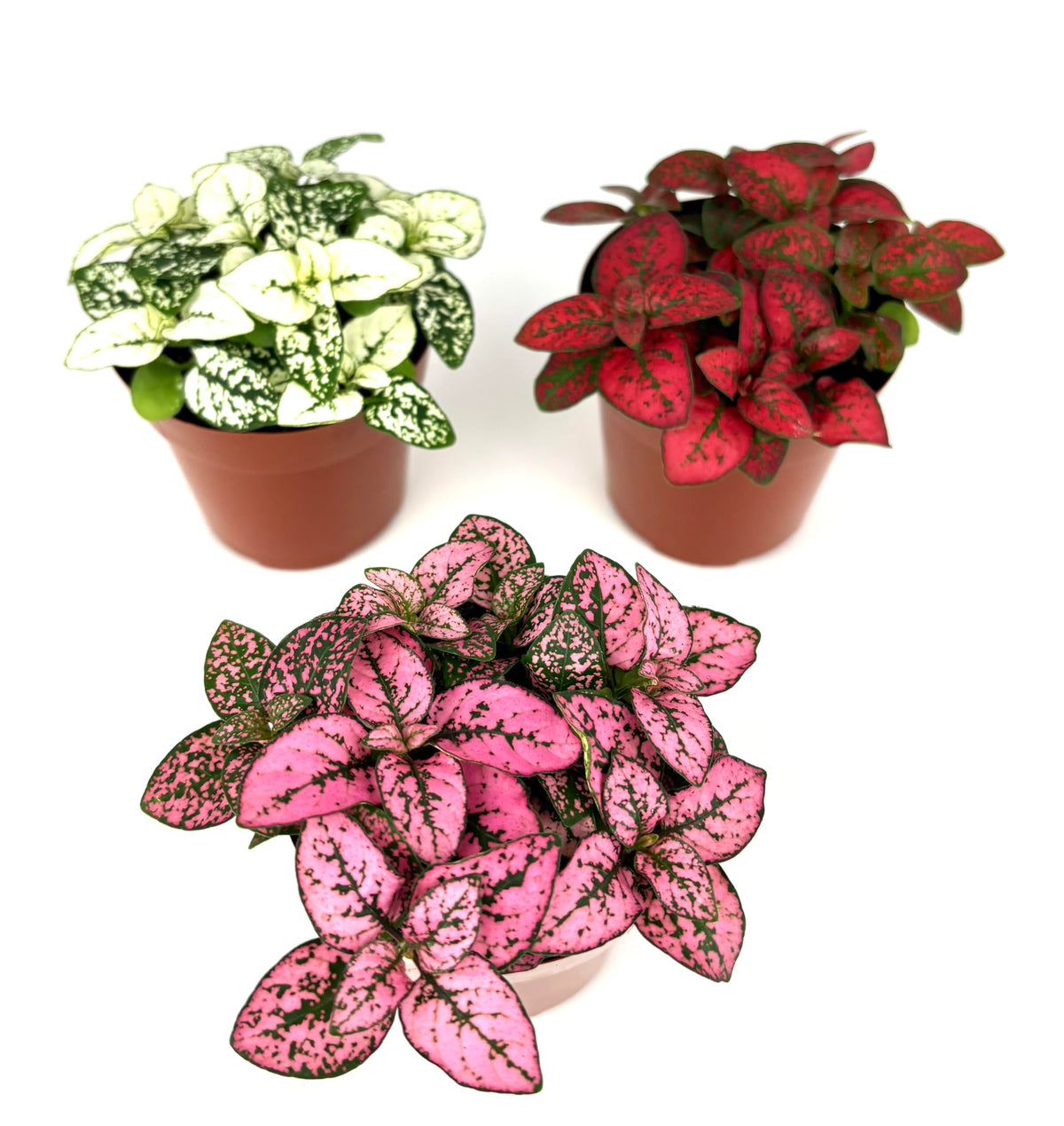 Three Hypoestes Splash potted plants with different colored leaves on a white background