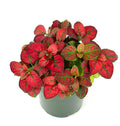 Potted Hypoestes Red Splash plant with red and green leaves on a white background