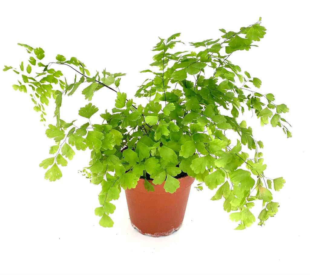 Potted green maiden hair fern plant on a white background