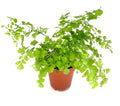 Potted green maiden hair fern plant on a white background