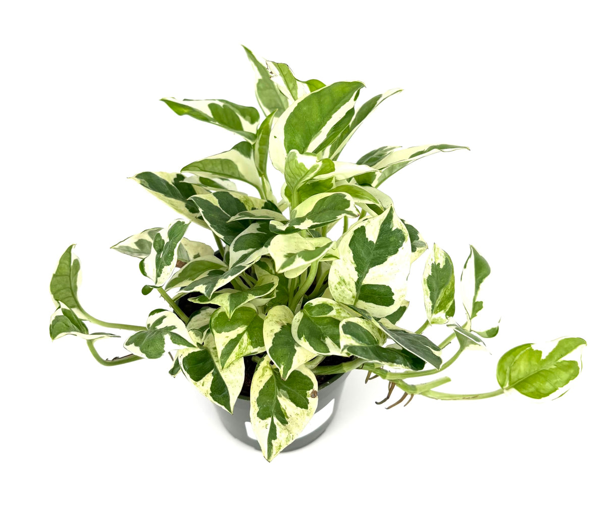 Variegated pothos green and white houseplant on a white background