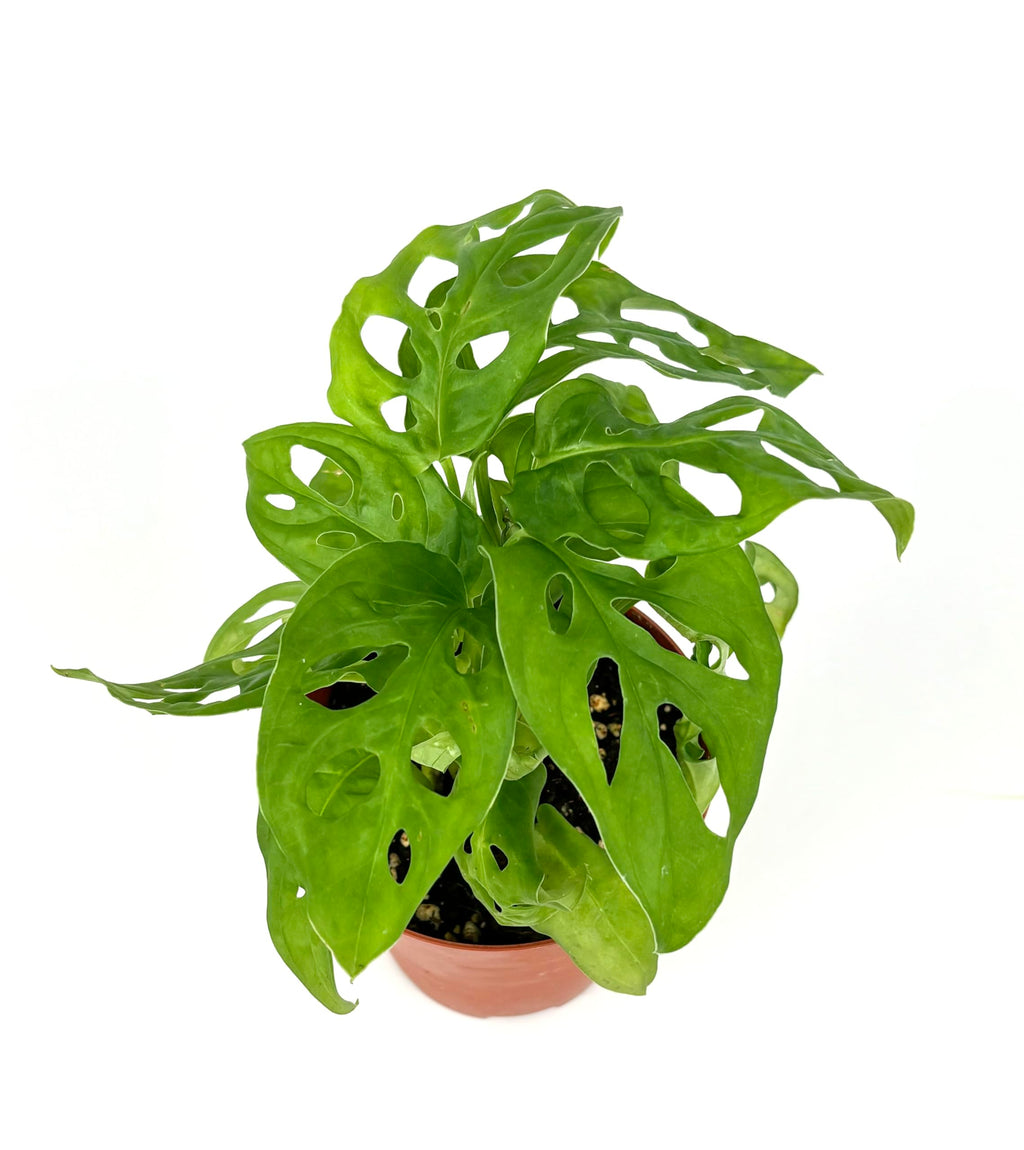Potted green philodendron plant with holey leaves on a white background