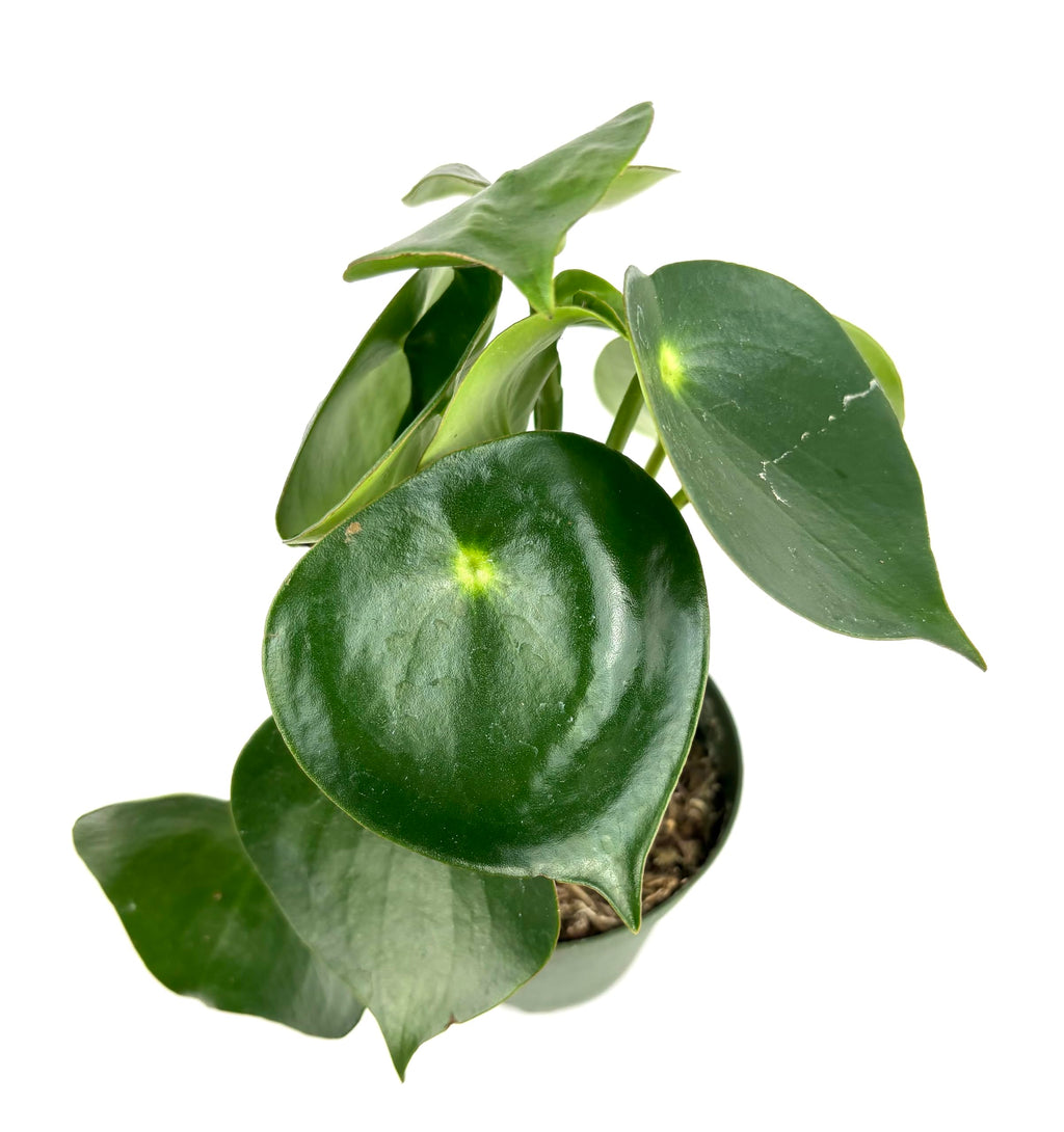 Potted peperomia green plant with round leaves on a white background