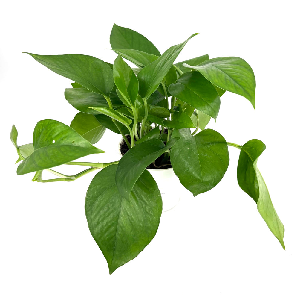Green vining pothos potted plant on a white background