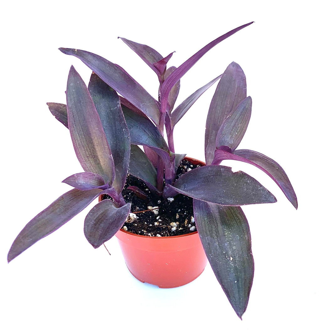 Bushy Tradescantia Purple Heart plant with purple foliage in a terracotta nursery pot
