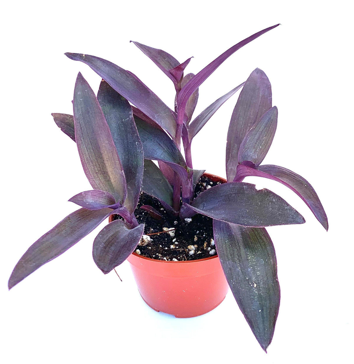 Bushy Tradescantia Purple Heart plant with purple foliage in a terracotta nursery pot
