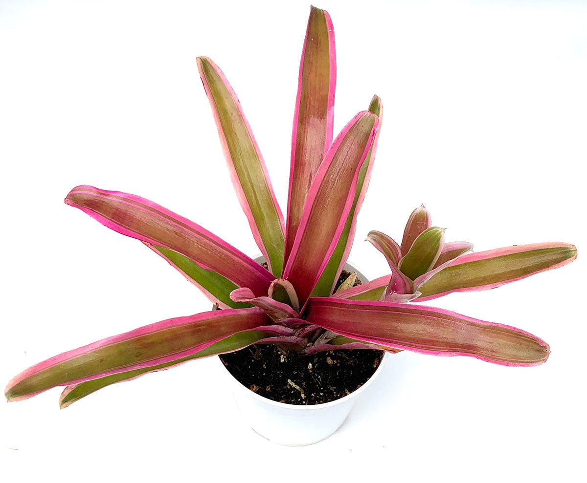 Potted bromeliad plant with pink and green leaves on a white background