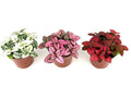 Three potted Hypoestes Splash plants with different colored leaves on a white background