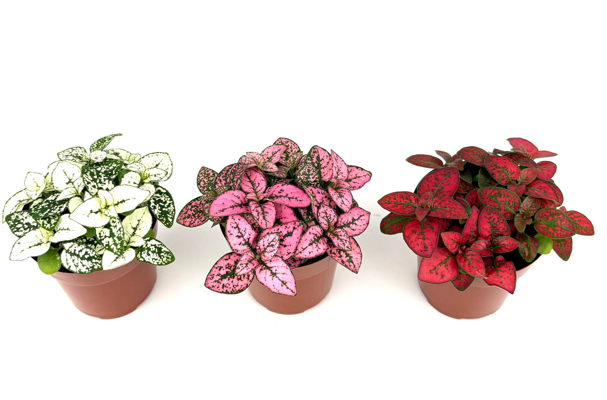 Three potted Hypoestes Splash plants with different colored leaves on a white background