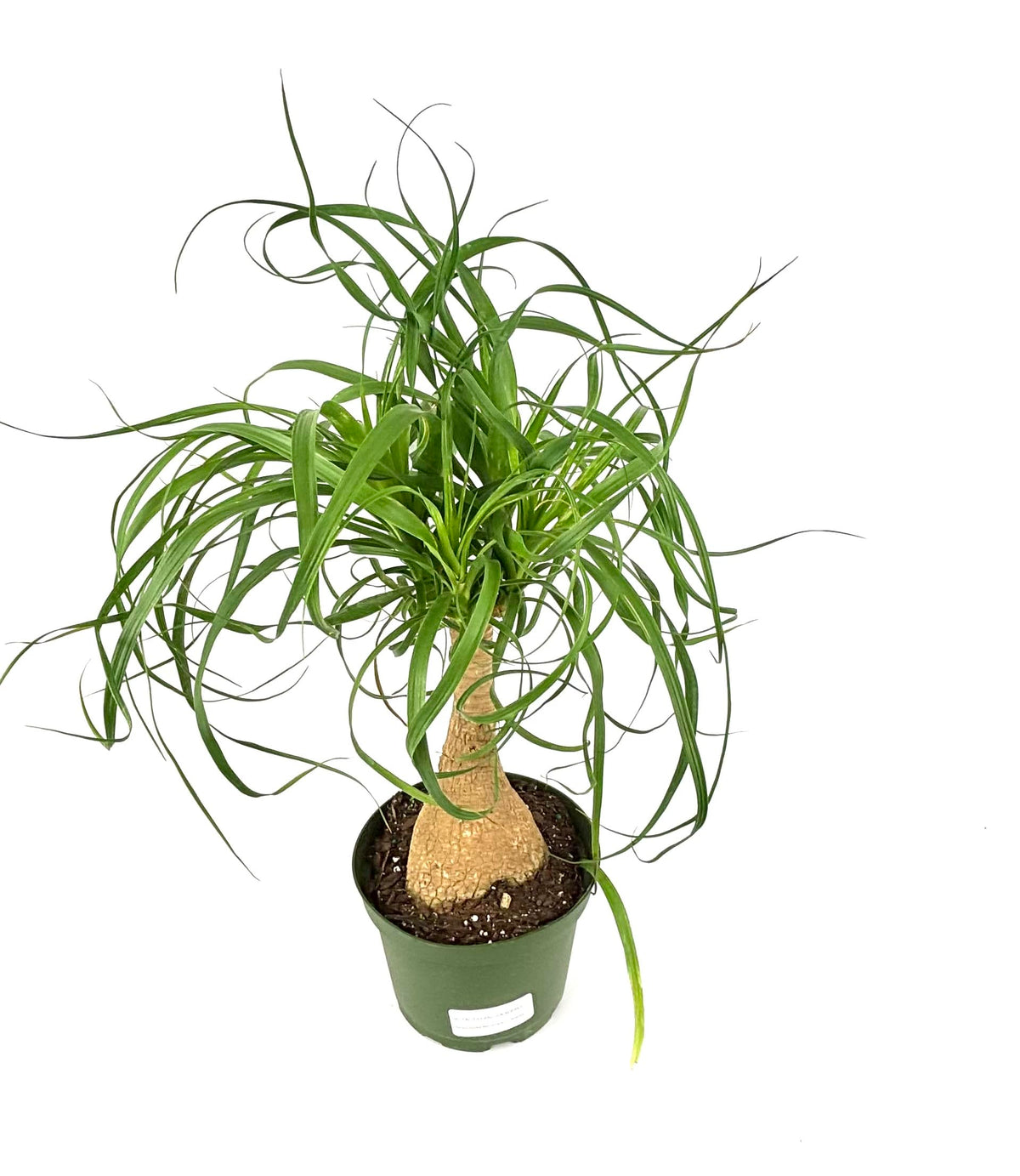 Potted ponytail palm plant on a white background