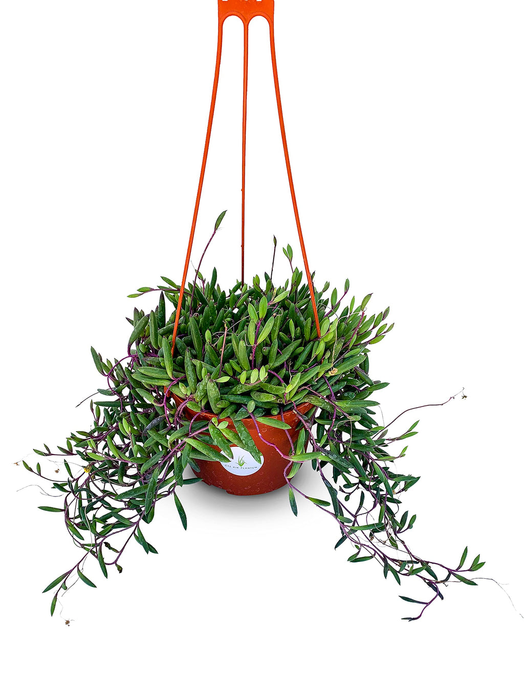 Hanging String of Pickles plant with green leaves and a red pot on an orange hanging basket against a white background