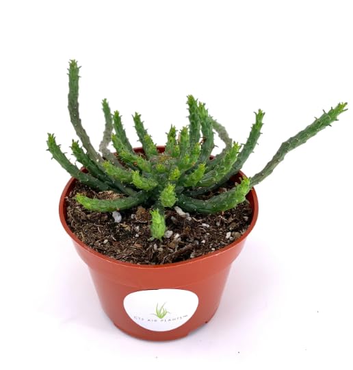 Potted Medusa Head Euphorbia succulent plant with a white label on a white background