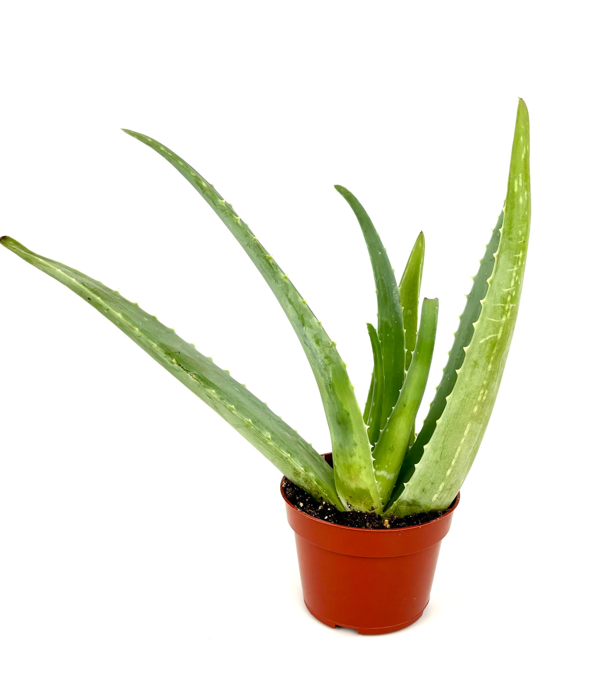 Live Aloe Vera Succulent Aloe Barbadensis Aloe 8"-12" Tall, 4" Pot