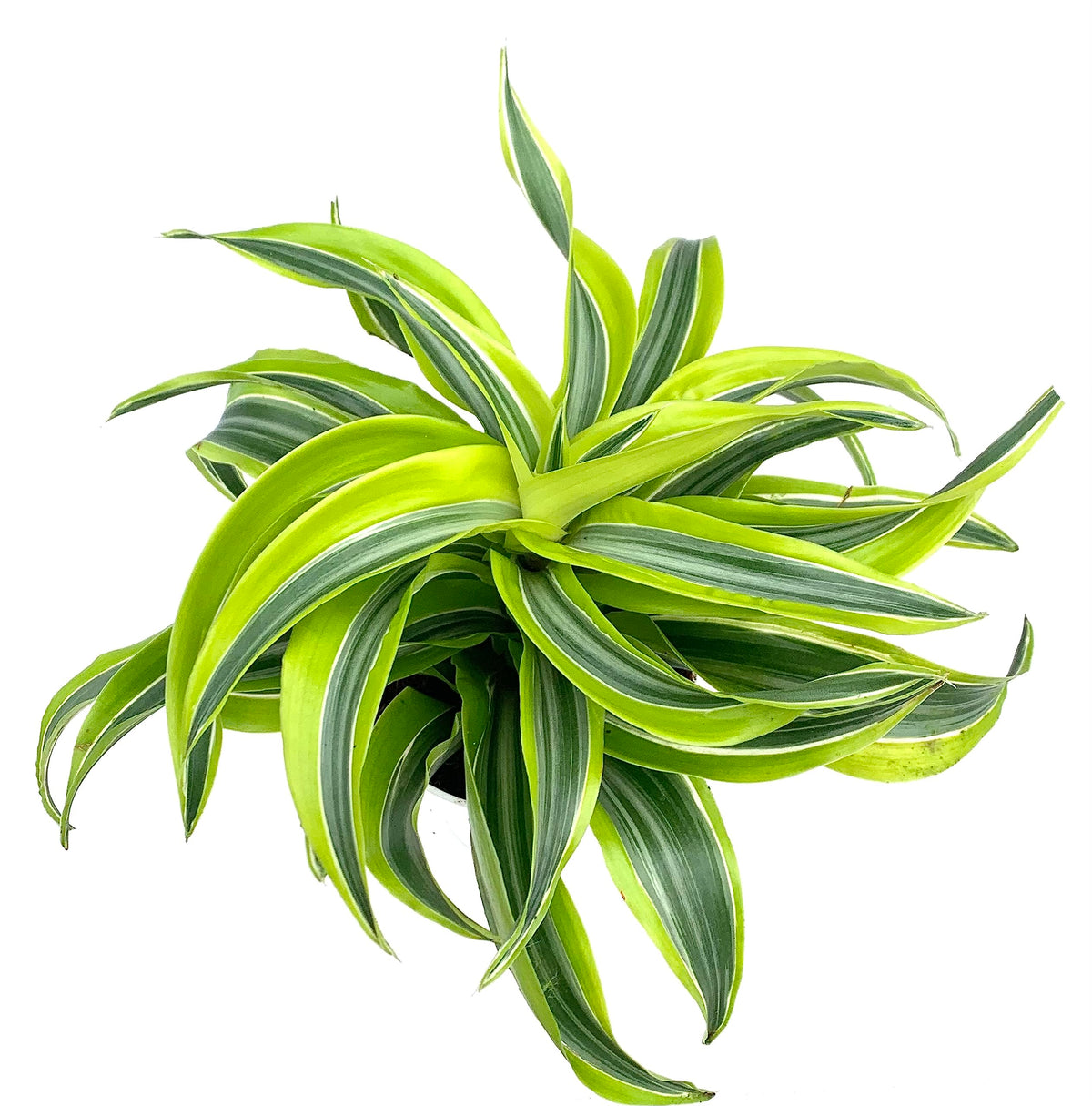 Dracaena lemon surprise Green and yellow striped plant on a white background